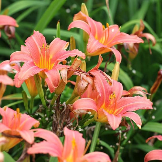 Hall Pink Daylily Flower Bulbs – Peachy-Pink Blooms with Yellow Throat – Hardy Perennial for Borders and Pollinator Gardens (Zones 3–9) Fall Planting Spring Blooming