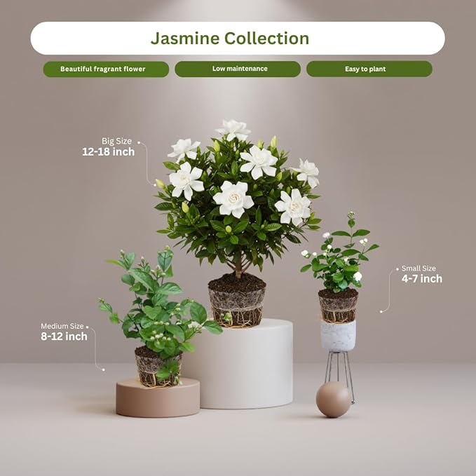 Frostproof Cape Jasmine Plants Live, Arabian Jasmine Plant Indoor, Fragrant Jasmines Flowers 4 to 7 Inch