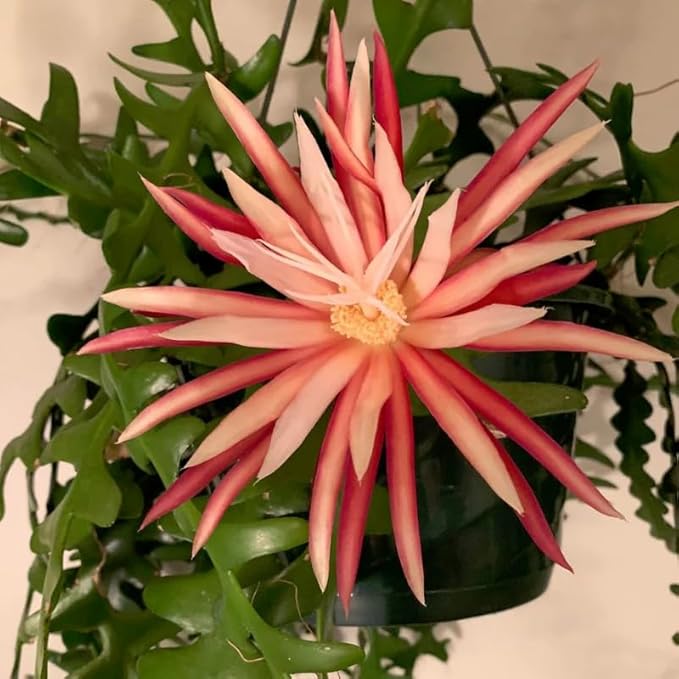 Fishbone Cactus Live Plant, Epiphyllum Flower Cactus in Pot, 4 to 8 Inch Tall, Perennial Well Rooted Plants