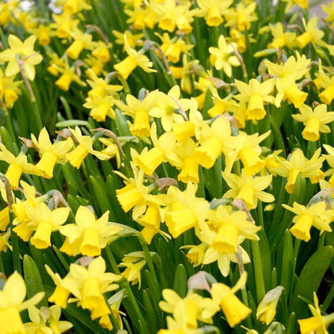Tete A Tete Daffodil Flower Bulbs Jumbo Pack - 50 Bulbs per Pack - Deer Resistant - Good as Cut Flowers - Good for Indoor Forcing - Grows Well in Containers - Naturalizing - Perennializing