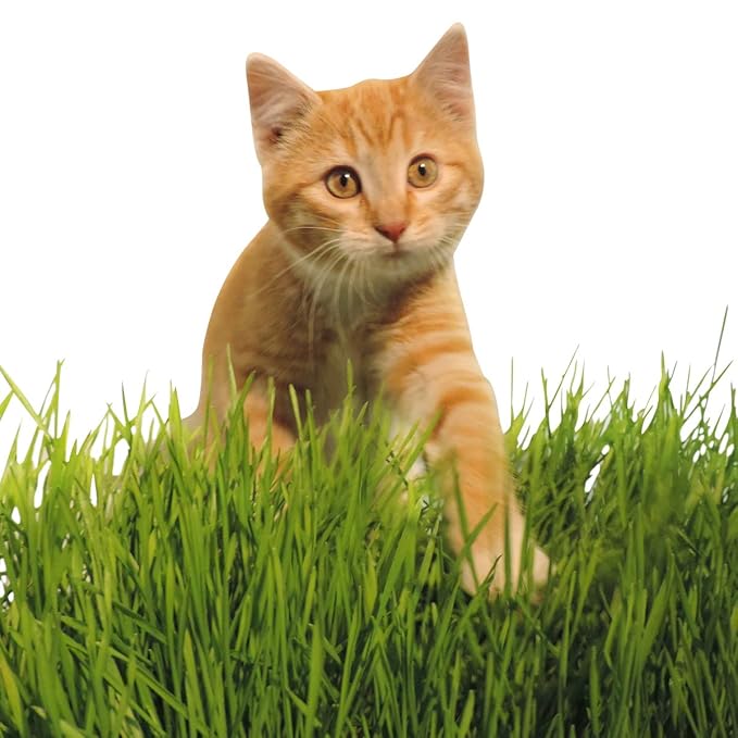 Non-GMO, Thunder Acres Premium Wheat Seed, Cat Grass Seed, Wheatgrass, Hard Red Winter Wheat (10 lbs.)