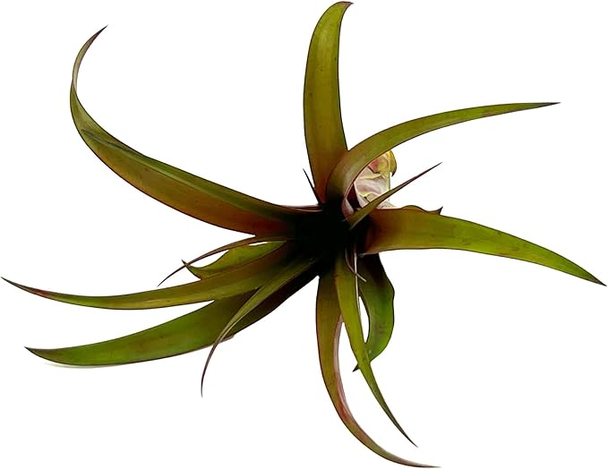 ragnaroc Air Plants - Tillandsia Red Capitata, Large 5-7” - 5 ct - Live Arrival Guaranteed - House Plants for Home Decor & Gift