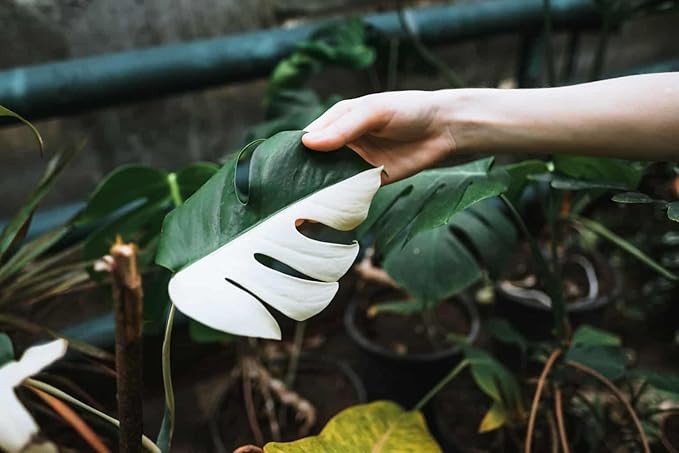 GARDENERA Monstera Borsigiana Planting Mix - Promotes Steady Growth and Vibrant Leaves - 10 Quart (2 Bags of 5 Quart)