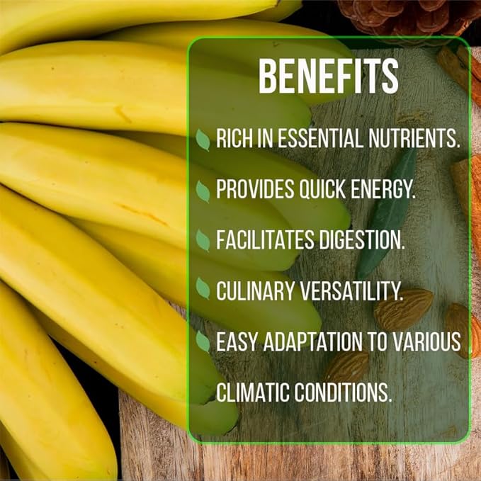 Banana Tree Gran Nain. Set of 4 Starter Live Plants (Gran Nain)