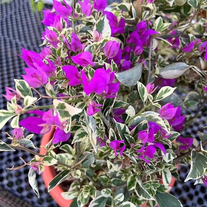 2 Bougainvillea Plants Live, Trailing Flowering Vines, 5-9” Tall, Well-Rooted Bougainvillea Trees for Outdoor Garden or Patio (Blue Ice Bougainvillea)