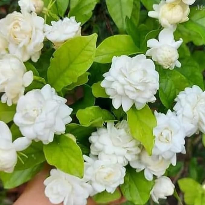 Jasmine Plants Live, Set 3 of Sambac Arabian Jasmine Live Plants, 5 Inches to 7 Inches Long, Plant for Indoors Or Outdoor Gardening