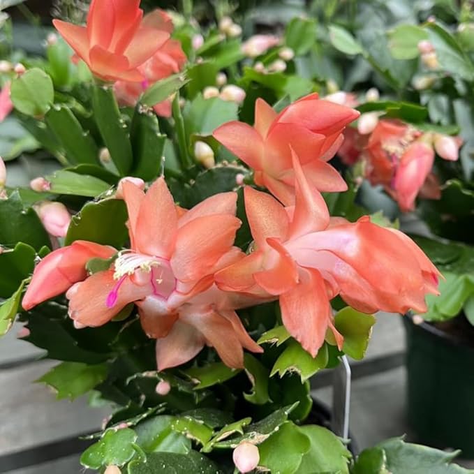 2 Live Salmon Christmas Cactus Plants, Salmon Christmas Cactus Plants Live, 4 to 6 Inch, Bare Root, Perennial Flower Holiday Succulent Plant, No Pot