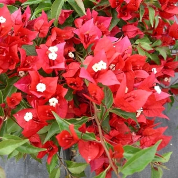2 Bougainvillea Plants Live, Trailing Flowering Vines, 5-9” Tall, Well-Rooted Bougainvillea Trees for Outdoor Garden or Patio (Red Bougainvillea)