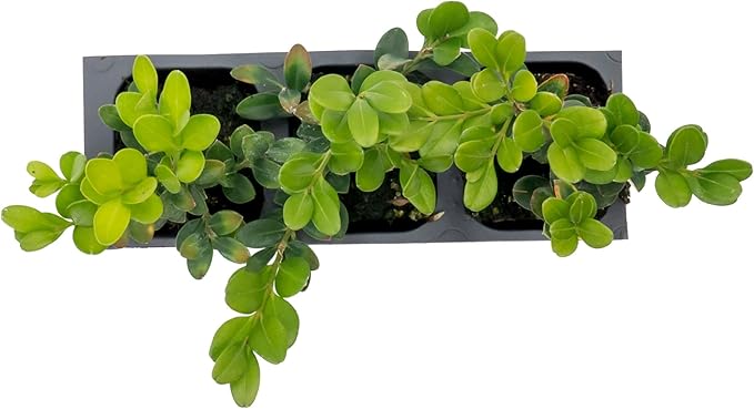 3 Winter Gem Boxwood in 2.5” Nursery Cubes (Buxus microphylla VAR. Japonica) | Evergreen Shrub for Hedges, Borders & Topiary | Ready-to-Plant Live Starter Plants
