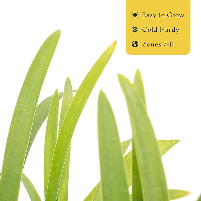 2 Frederick Street Park Agapanthus in 2.5” Nursery Cubes (Agapanthus ‘Frederick Street Park’) | Compact Semi-Evergreen Perennial for Borders, Containers, and Pollinator Gardens | Ready-to-Plant