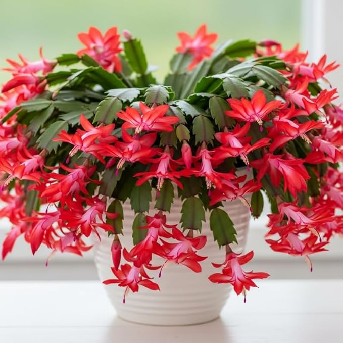 2 Red Christmas Cactus Plants Live, True Thanksgiving Cactus Live Size 6-9" Inches Tall, Ready to Blooms, Holiday Houseplant, Cold Hardy, Bloom in Winter