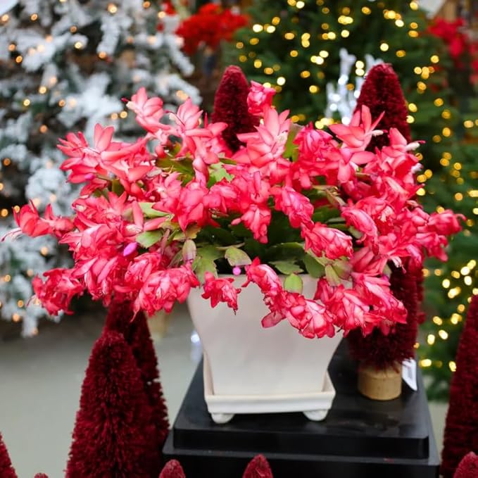 Thanksgiving Cactus Live Plant in 4" Pot, Holiday Christmas Cactus Plants Live, Winter Bloom, Indoor Planting, Ready to Blooms (Red)