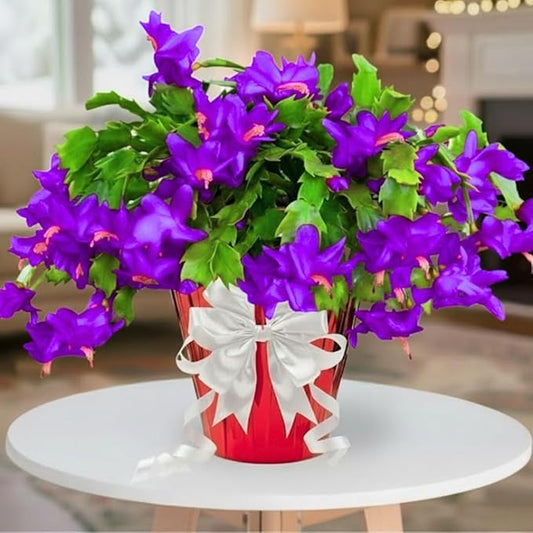 1 Thanksgiving Christmas Cactus Plants Live in 4" Pot, Houseplant Holiday Cactus, Vibrant Single Color Blooms Indoor Outdoor, Zygocactus Like, Winter Hardy (Purple)