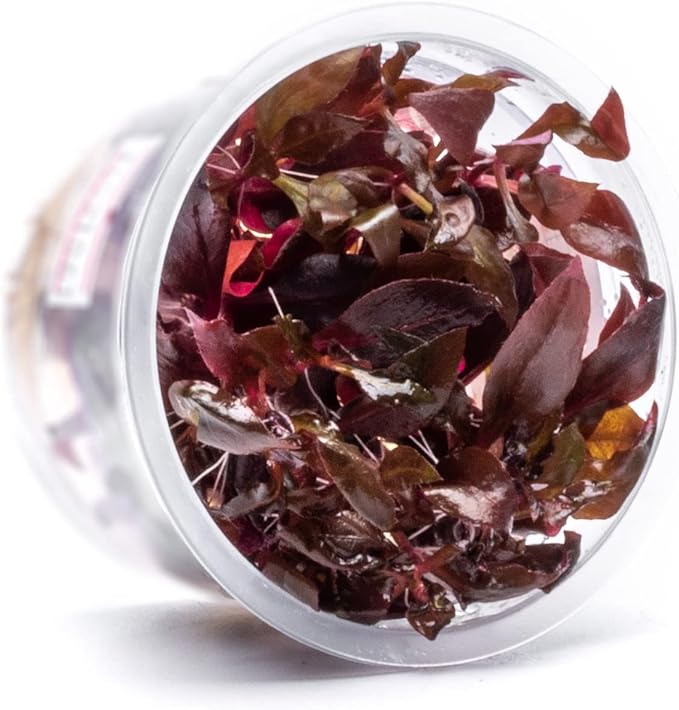 SubstrateSource Live Plant - Alternanthera Reineckii Rosaefolia Live Aquarium Plant Tissue Culture Aquatic Stem - 100% Snail Free in Vitro Cup (AR Rosaefolia)