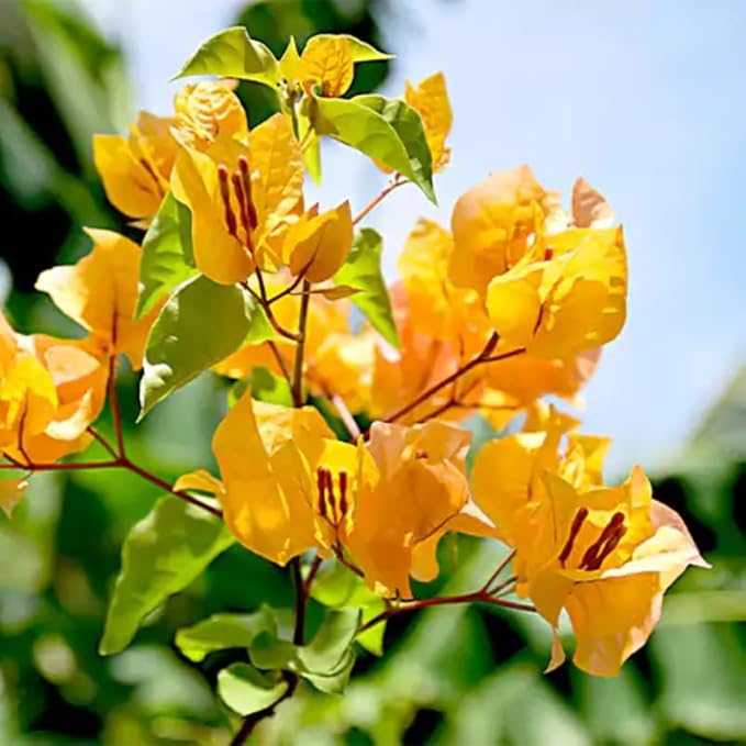 2 Bougainvillea Plants Live, Trailing Flowering Vines, 5-9” Tall, Well-Rooted Bougainvillea Trees for Outdoor Garden or Patio (Yellow Bougainvillea)