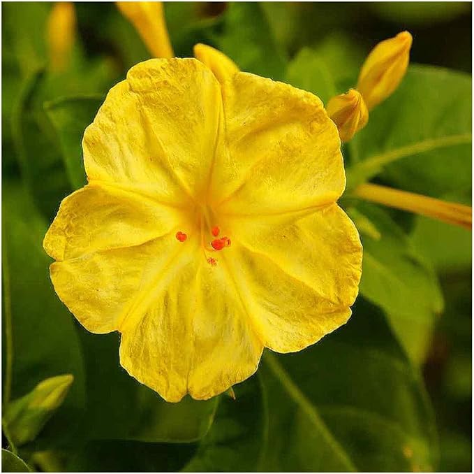 80 Yellow Four O'Clock Seeds - Tender Perennial That Reseeds Easily