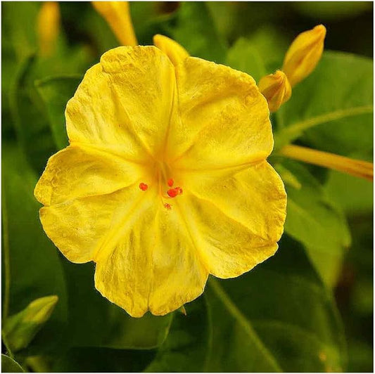 80 Yellow Four O'Clock Seeds - Tender Perennial That Reseeds Easily