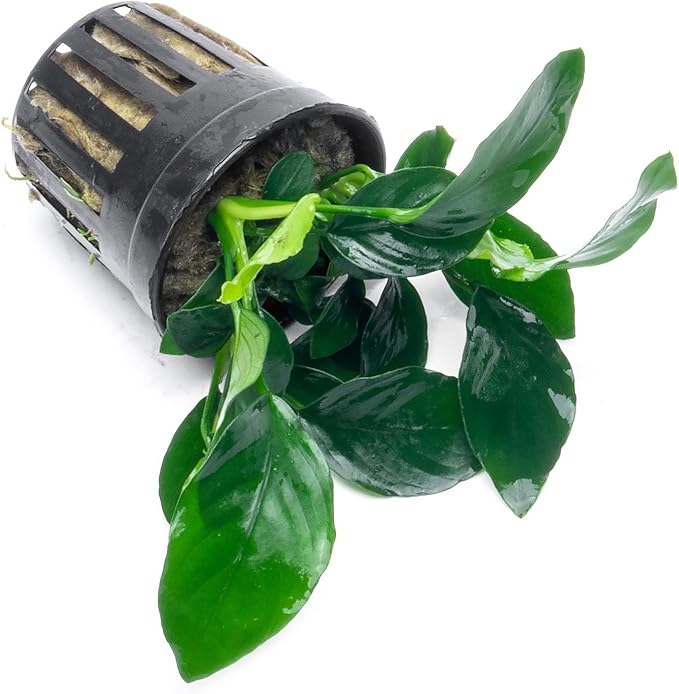 SubstrateSource Anubias Live Aquarium Plants - Potted Freshwater Plant for Fish Tanks, Terrariums - Beginner Friendly Low Light (Barteri, 1 Pot)