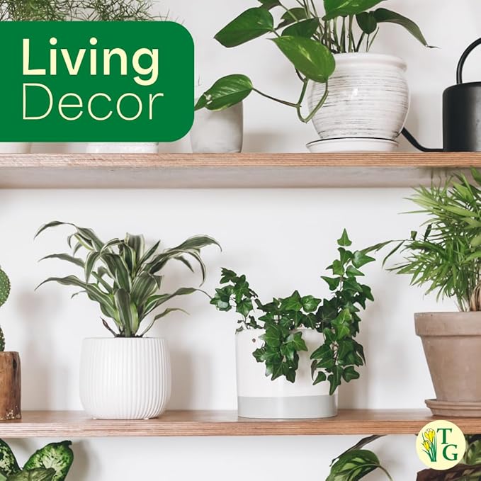Thorsen's Greenhouse Live Green English Ivy Plant, Hedera Helix, Natural Air Purifier, Easy to Grow, Live Indoor Houseplant, 4" Diameter Pot (Coffee)