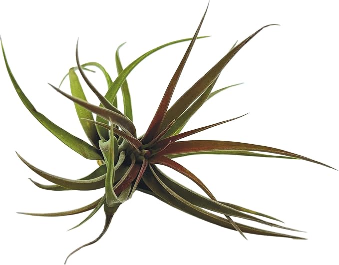 ragnaroc Air Plants - Tillandsia Brachycaulos Abdita, Large 4-6" - 5 ct - Live Arrival Guaranteed - House Plants for Home Decor & Gift
