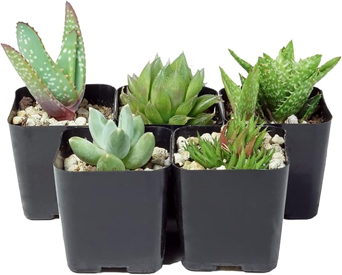The Hydroponic City Black Square Flower Nursery Pots for Starting Seedlings, Succulents, or Cacti - 2" x 2", Pack of 25 + 5 THCity Stakes