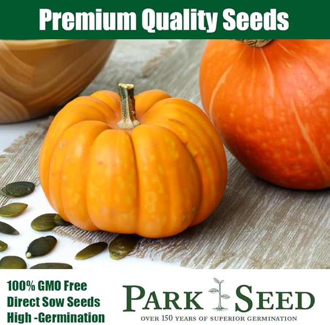Park Seed Wee-B-Little Pumpkin Seeds – Non-GMO, AAS-Winning Mini Pumpkins for Painting, Carving & Baking, Compact Semi-Bush Vines, Deep Orange Skin, Pack of 25