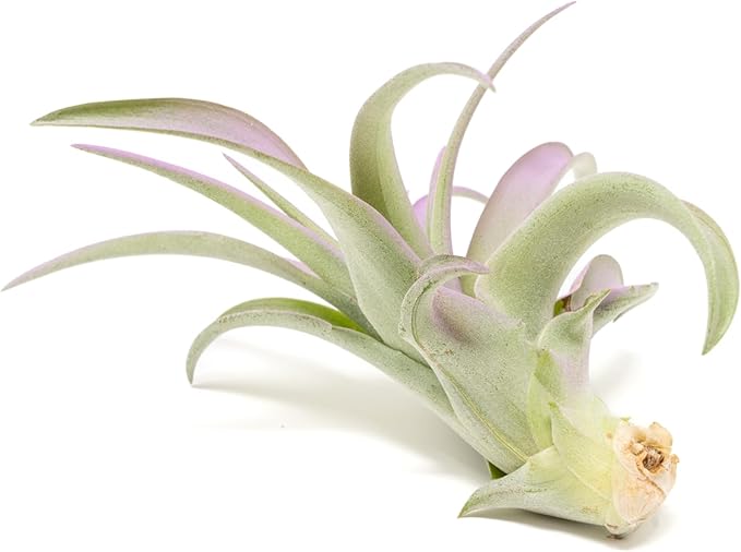 Lavender Colorful Tillandsia Air Plants - Long Lasting Color Enhanced Live Tillandsia Succulent House Plants - Home and Garden Decor - Easy Care Indoor and Outdoor Air Plant