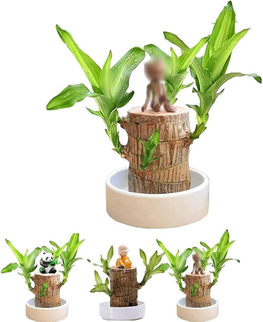 Brazilian Lucky Wood, Brazil's Lucky Tree Doesn't Need to Wait to Sprout, Hydroponic Stump for Purifying Indoor Air, Office Desk Decorations Plant Pot (C)