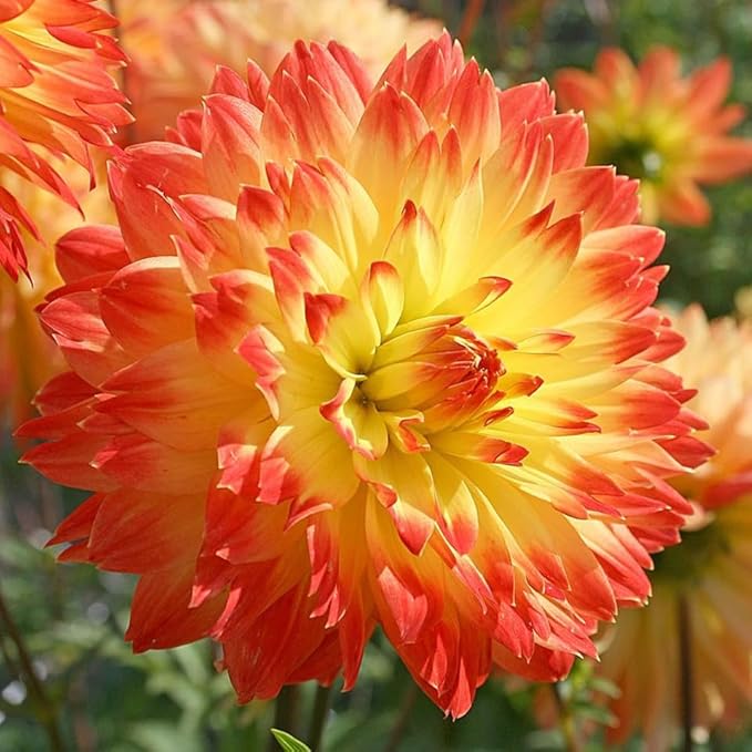Dahlia Decorative Procyon Tubers – Stunning Large Summer Blooms, Perfect for Cutting Gardens | Pollinator-Friendly Perennial, Easy to Grow (6 Pack)