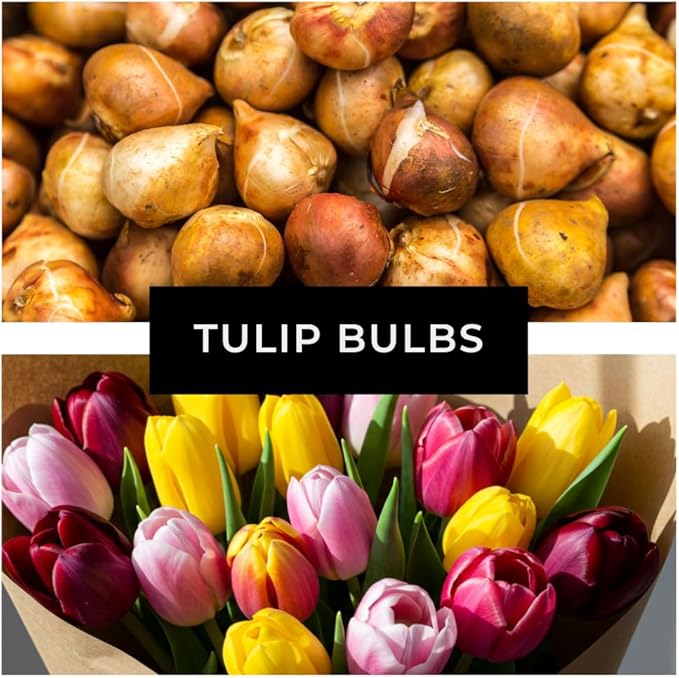 Boldyrev's Colorful Blend Tulip Garden - Mix of Pink, Yellow, Orange, Purple and Red Tulips - Stunning Perennial Flowers Bloom Each Spring - Darwin Hybrid Tulips (50 Bulbs)