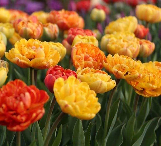 10 Triumph Tulip Bulbs for Fall Planting Mixed Perennial Flower Tulip Bulbs Changing Colors Mixture Size 12+ (Orange)