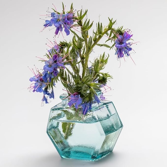 1000 Wild Vipers Bugloss Seeds Meadow Wildflower Blue Echium Vulgare Plant Seeds for Planting