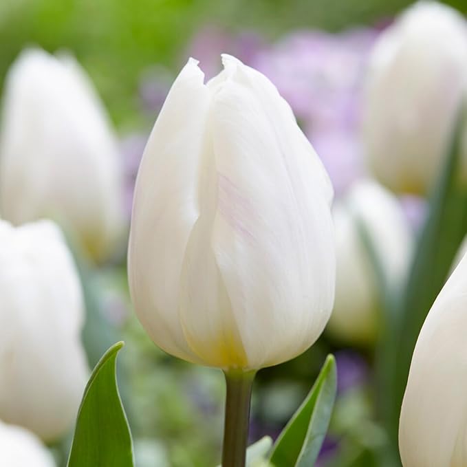 Garden State Bulb Triumph White Flag Tulip Flower Bulbs, 12/+ cm, Fall Planting (Bag of 50)