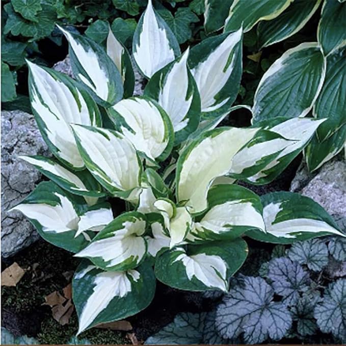 Aureo Marginata Hosta - Shade Plant 24" Tall - 36" Wide