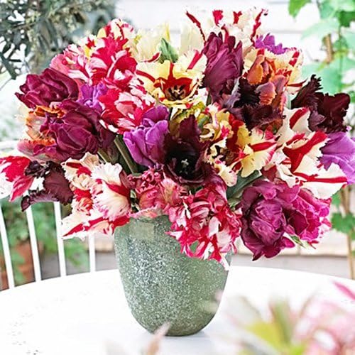 10 Parrot Mix Tulip Bulbs - Tulipa Parrot