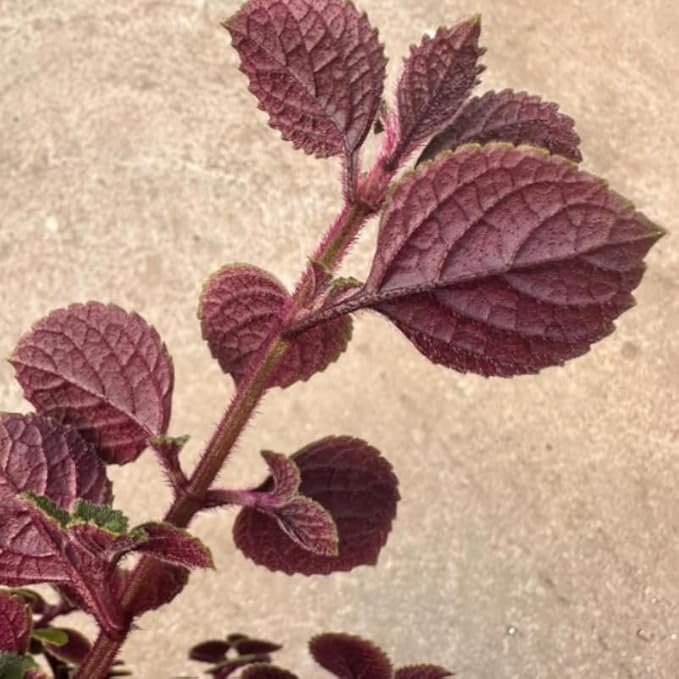 Purple Swedish Ivy Live Plants in 4'' Pot, Hardy Ivy Vine Plant for Trellis, Ground Cover, Live Indoor Houseplants