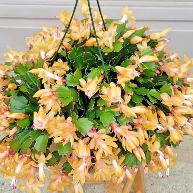 2 Christmas Cactus Plants Live, Starter Holiday Thanksgiving Cactus Plant for Indoor Outdoor Houseplants, Fasle Easter Cactus Plants Like, Cold Hardy, 5-9" in Tall, No Pot (Yellow)