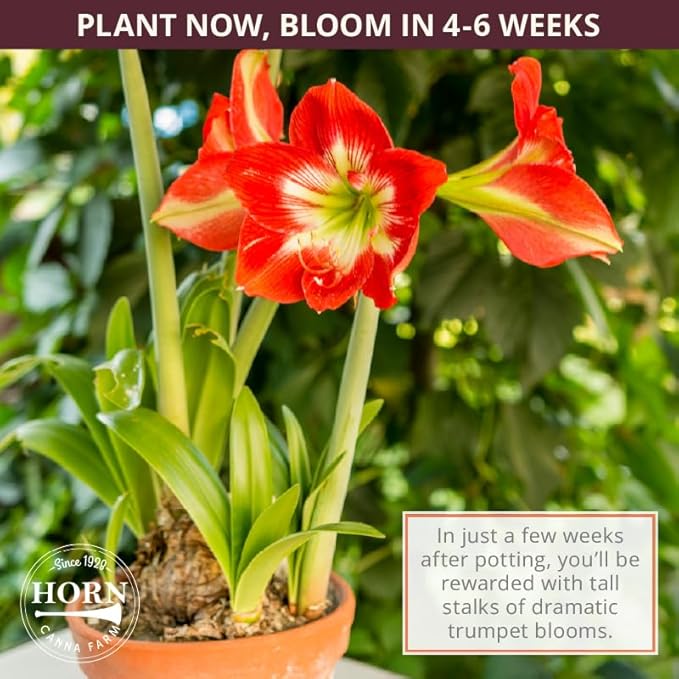 Ice Pink Amaryllis Bulb by Horn Canna Farm | Large Indoor Flower Bulb for Winter Growing | Bright Hot Pink Blooms
