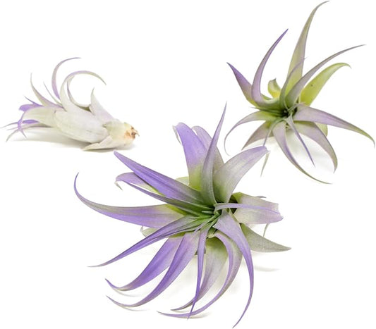 Purple Colorful Tillandsia Air Plants - Long Lasting Color Enhanced Live Tillandsia Succulent House Plants - Home and Garden Decor - Easy Care Indoor and Outdoor (Brachycaulos Abdita, Pack of 3)