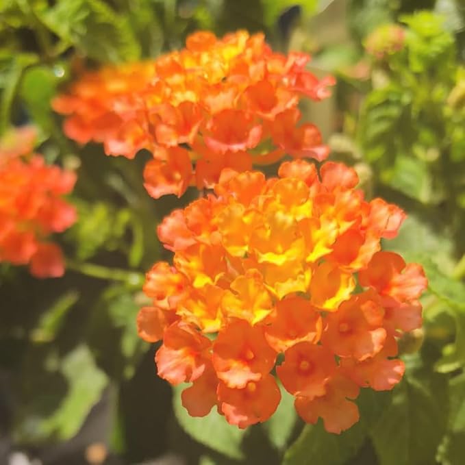 2 Trailing Lantana Plants Live, Lantana Live Plants for Planting Outdoors Between 5 and 7 Inc Long Garden (Orange)