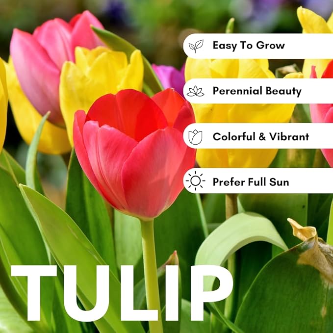Boldyrev's Colorful Blend Tulip Garden - Mix of Pink, Yellow, Orange, Purple and Red Tulips - Stunning Perennial Flowers Bloom Each Spring - Darwin Hybrid Tulips (50 Bulbs)