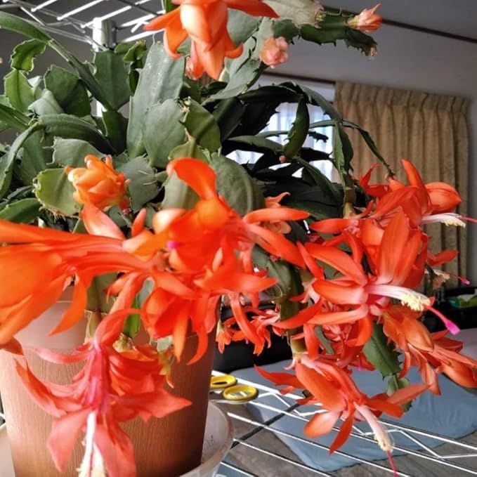 Christmas Cactus Plant Live, Holiday Cactus Live Plant, Hanging Baskets Houseplants, 4 Inc Potted (Orange)