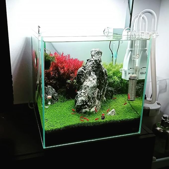 SubstrateSource Live Plant - Rotala H'ra Tissue Culture Aquatic Live Aquarium Plant - 100% Snail Free in Vitro Cup (Rotala H'ra)