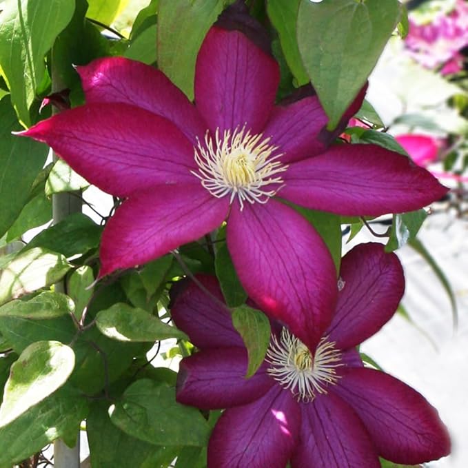 Burgundy Red Clematis Vine Live Plant Clematis Flower Perennial Starter Plant in 2.5 Inches Pot
