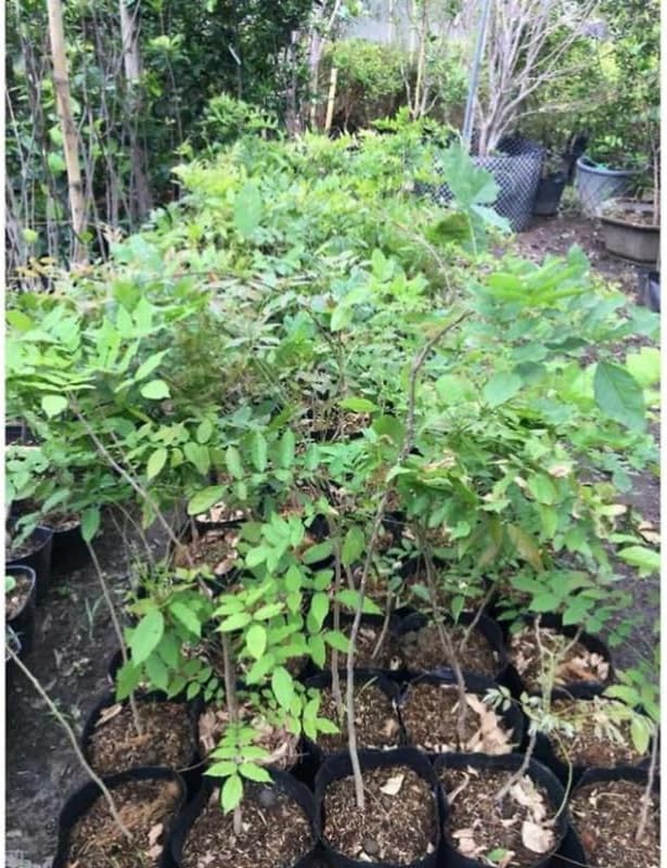 Wisteria Live Plant Seedling Tree in Pot, Dormant, Well-Rooted, 6-12" in Tall, Cold Hardy, Purple Blue Wistera