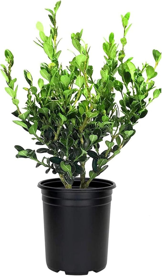 Wintergreen Boxwood | 1 Large Gallon Size Plant | Buxus Microphylla | Evergreen Shrub, Dense Foliage, Formal Garden, Low Maintenance, Privacy Hedge, Year-Round Interest, Landscaping Shrub