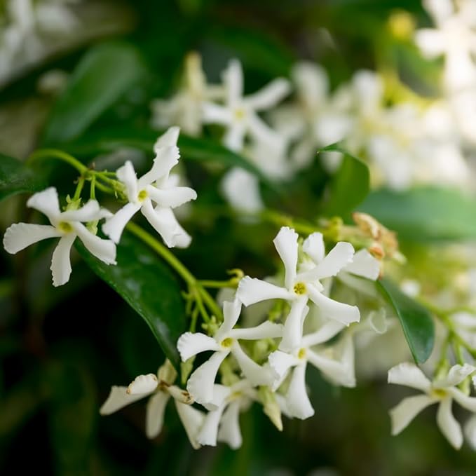 Jasmine Plant, Fragrant Jasmine Flower Vine 4-8 Inches Well Rooted for Container, Hanging Basket Growing (Star)