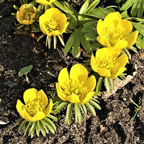 Easy to Grow Eranthis Winter Aconite 30 Plant Bulbs - Yellow Flowers in Late Winter to Spring, Full to Partial Sun Outdoor Zones 4-9