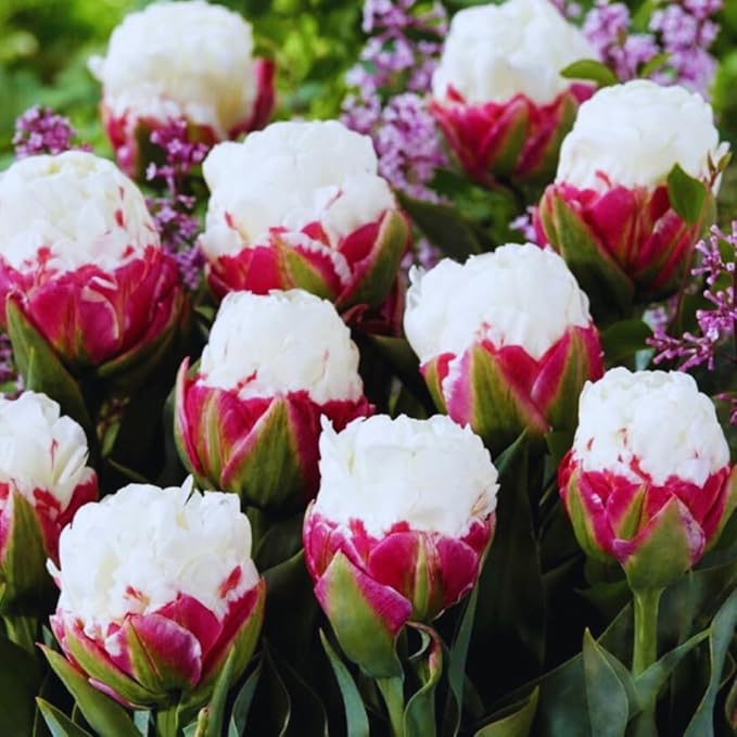 10 Tulip Bulbs for Fall Planting Bulk, Tulip Bulb, Perennial Flower Bulbs for Garden Growing, Tulip Bulbs Bulk (Ice Cream)