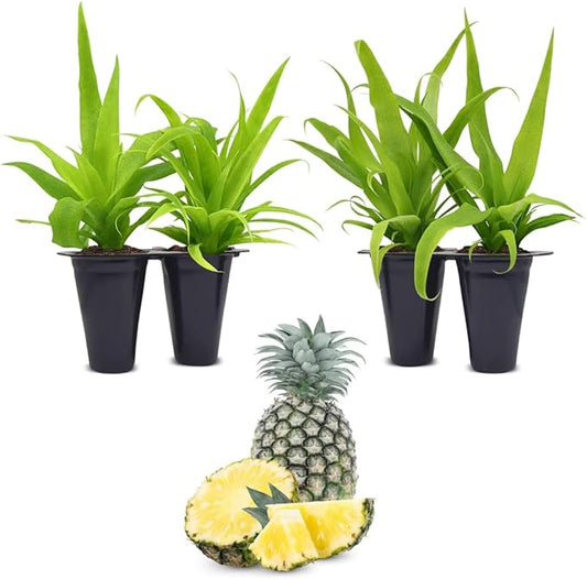 Pineapple Plant White Jade (4 Pack) | Grow Your own Food on Your Edible Organic Garden | Easy to Grow Plants | Edible Fruit Plant for Sustainable Living | Live for Planting |